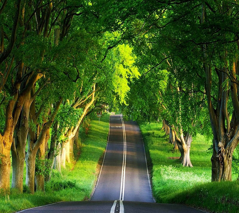 Forest paths path astonishing pathways garden walkways beautiful into walkway pathway walk nature walking through way pretty 2008 top gorgeous